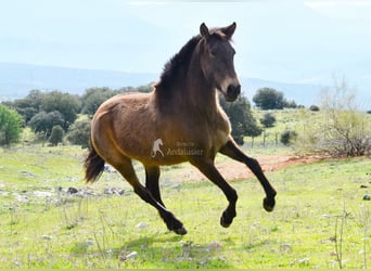 PRE, Jument, 3 Ans, 154 cm, Isabelle