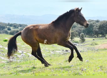 PRE, Jument, 3 Ans, 154 cm, Isabelle