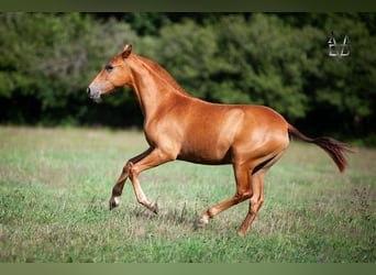 PRE Croisé, Jument, 3 Ans, 155 cm, Alezan