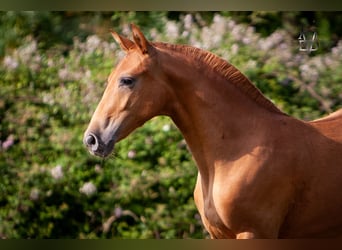 PRE Croisé, Jument, 3 Ans, 155 cm, Alezan