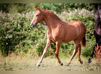 PRE Croisé, Jument, 3 Ans, 155 cm, Alezan