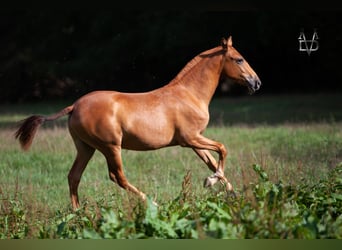 PRE Croisé, Jument, 3 Ans, 155 cm, Alezan