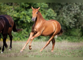 PRE Croisé, Jument, 3 Ans, 155 cm, Alezan