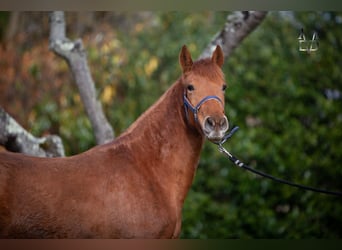 PRE Croisé, Jument, 3 Ans, 155 cm, Alezan