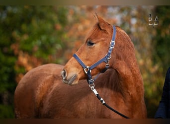 PRE Croisé, Jument, 3 Ans, 155 cm, Alezan