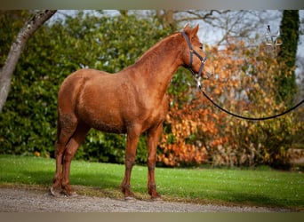 PRE Croisé, Jument, 3 Ans, 155 cm, Alezan