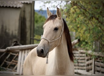 PRE Croisé, Jument, 3 Ans, 155 cm, Buckskin