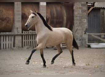 PRE Croisé, Jument, 3 Ans, 155 cm, Buckskin