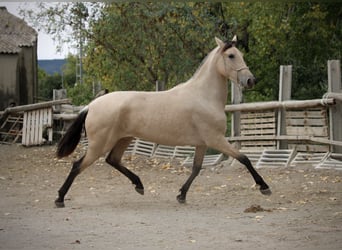 PRE Croisé, Jument, 3 Ans, 155 cm, Buckskin