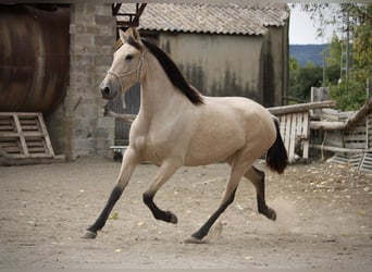 PRE Croisé, Jument, 3 Ans, 155 cm, Buckskin