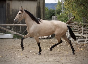 PRE Croisé, Jument, 3 Ans, 155 cm, Buckskin