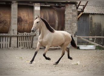 PRE Croisé, Jument, 3 Ans, 155 cm, Buckskin