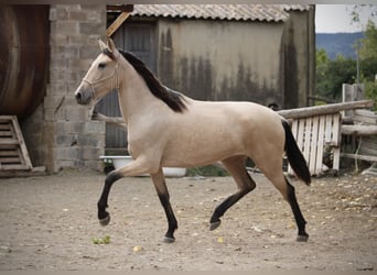 PRE Croisé, Jument, 3 Ans, 155 cm, Buckskin