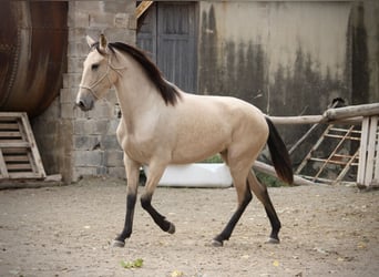 PRE Croisé, Jument, 3 Ans, 155 cm, Buckskin