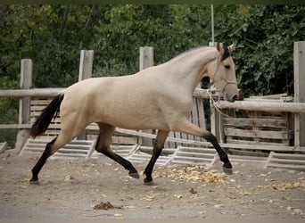 PRE Croisé, Jument, 3 Ans, 155 cm, Buckskin