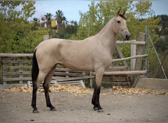 PRE Croisé, Jument, 3 Ans, 155 cm, Buckskin