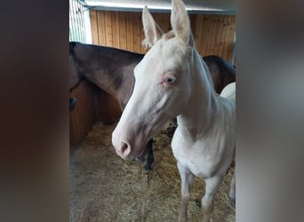 PRE Croisé, Jument, 3 Ans, 155 cm, Champagne