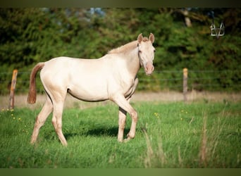 PRE Croisé, Jument, 3 Ans, 155 cm, Champagne