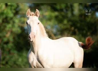 PRE Croisé, Jument, 3 Ans, 155 cm, Champagne