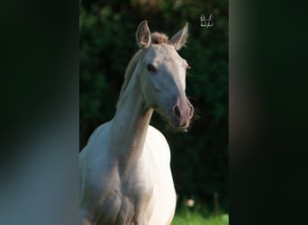 PRE Croisé, Jument, 3 Ans, 155 cm, Champagne