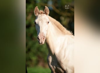 PRE Croisé, Jument, 3 Ans, 155 cm, Champagne