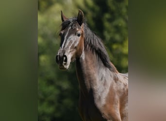 PRE Croisé, Jument, 3 Ans, 155 cm, Noir