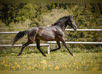 PRE Croisé, Jument, 3 Ans, 155 cm, Noir