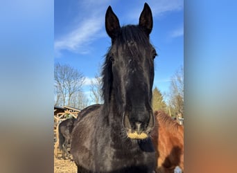 PRE Croisé, Jument, 3 Ans, 155 cm, Noir