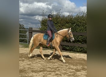 PRE Croisé, Jument, 3 Ans, 155 cm, Palomino