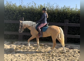 PRE Croisé, Jument, 3 Ans, 155 cm, Palomino