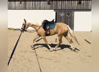 PRE Croisé, Jument, 3 Ans, 155 cm, Palomino