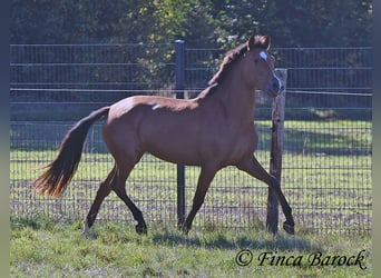 PRE Croisé, Jument, 3 Ans, 156 cm, Bai