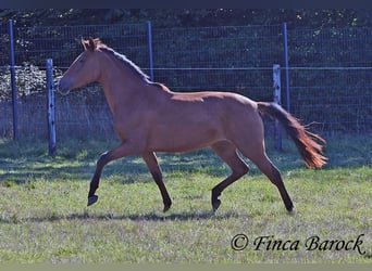 PRE Croisé, Jument, 3 Ans, 156 cm, Bai