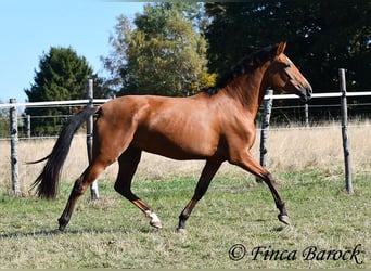 PRE Croisé, Jument, 3 Ans, 156 cm, Bai