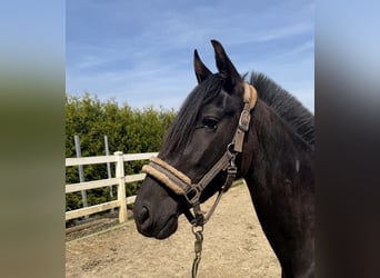 PRE, Jument, 3 Ans, 156 cm, Noir