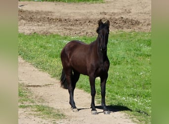 PRE Croisé, Jument, 3 Ans, 156 cm, Noir