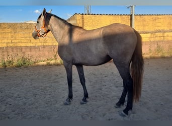 PRE Croisé, Jument, 3 Ans, 157 cm, Aubère