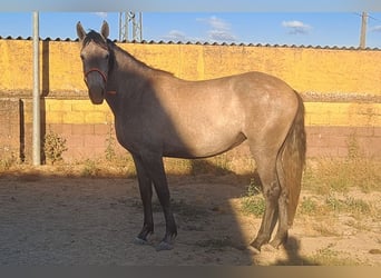 PRE Croisé, Jument, 3 Ans, 157 cm, Aubère