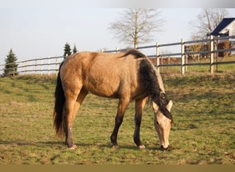 PRE Croisé, Jument, 3 Ans, 157 cm, Buckskin