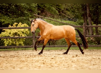 PRE Croisé, Jument, 3 Ans, 157 cm, Buckskin
