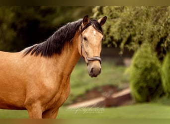 PRE Croisé, Jument, 3 Ans, 157 cm, Buckskin