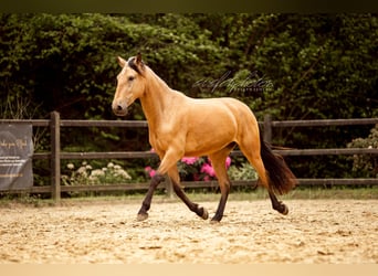 PRE Croisé, Jument, 3 Ans, 157 cm, Buckskin