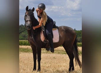 PRE Croisé, Jument, 3 Ans, 157 cm, Gris noir