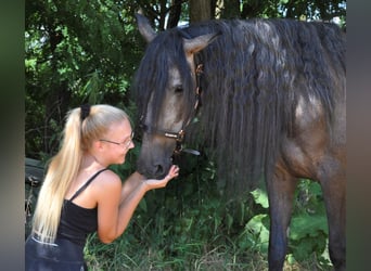 PRE Croisé, Jument, 3 Ans, 157 cm, Gris noir