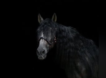PRE Croisé, Jument, 3 Ans, 157 cm, Gris noir