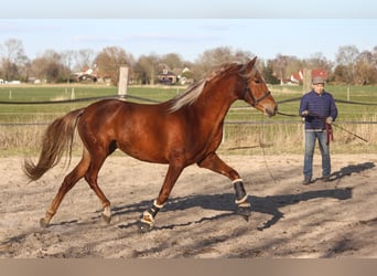 PRE, Jument, 3 Ans, 158 cm, Alezan