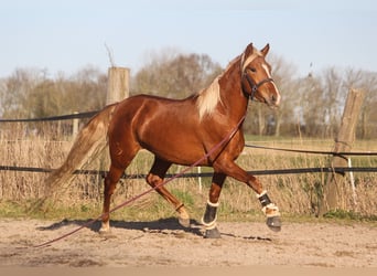 PRE, Jument, 3 Ans, 158 cm, Alezan