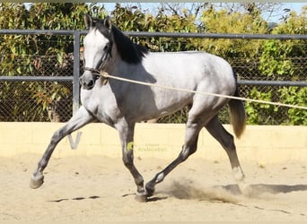 PRE, Jument, 3 Ans, 158 cm, Gris