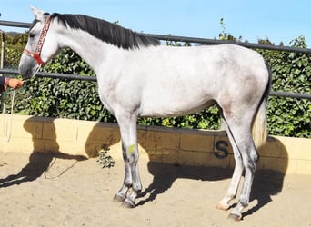 PRE, Jument, 3 Ans, 158 cm, Gris