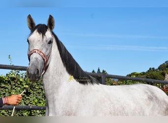 PRE, Jument, 3 Ans, 158 cm, Gris